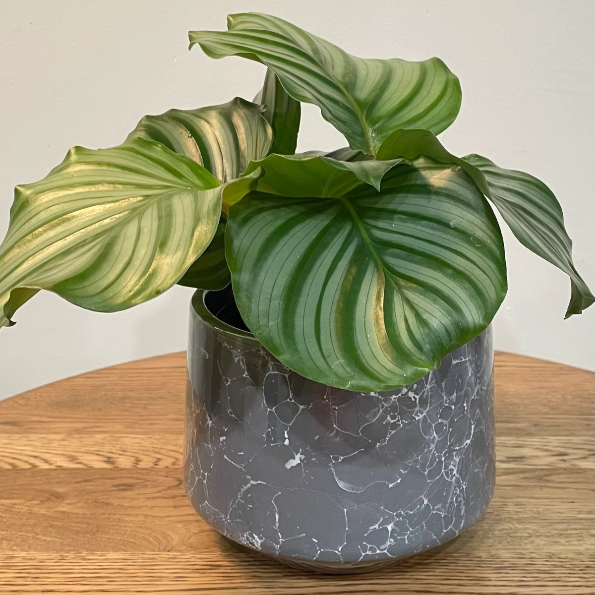 Calathea Orbifolia Plant