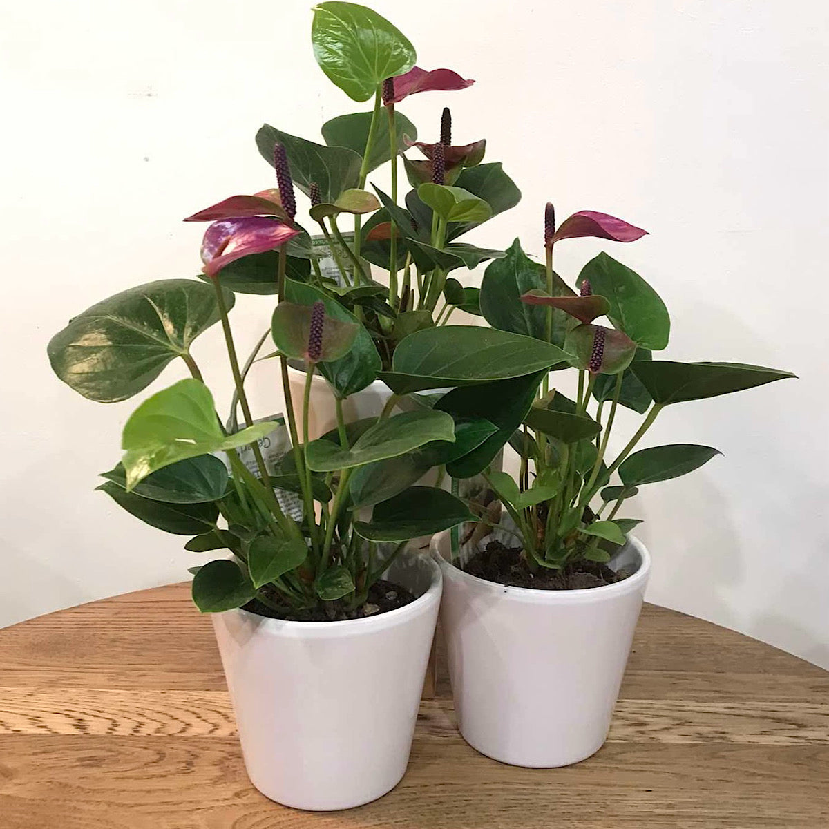Anthurium Plant