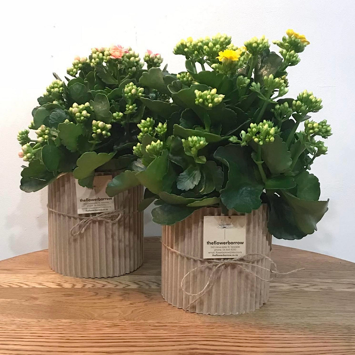 Flowering Plant