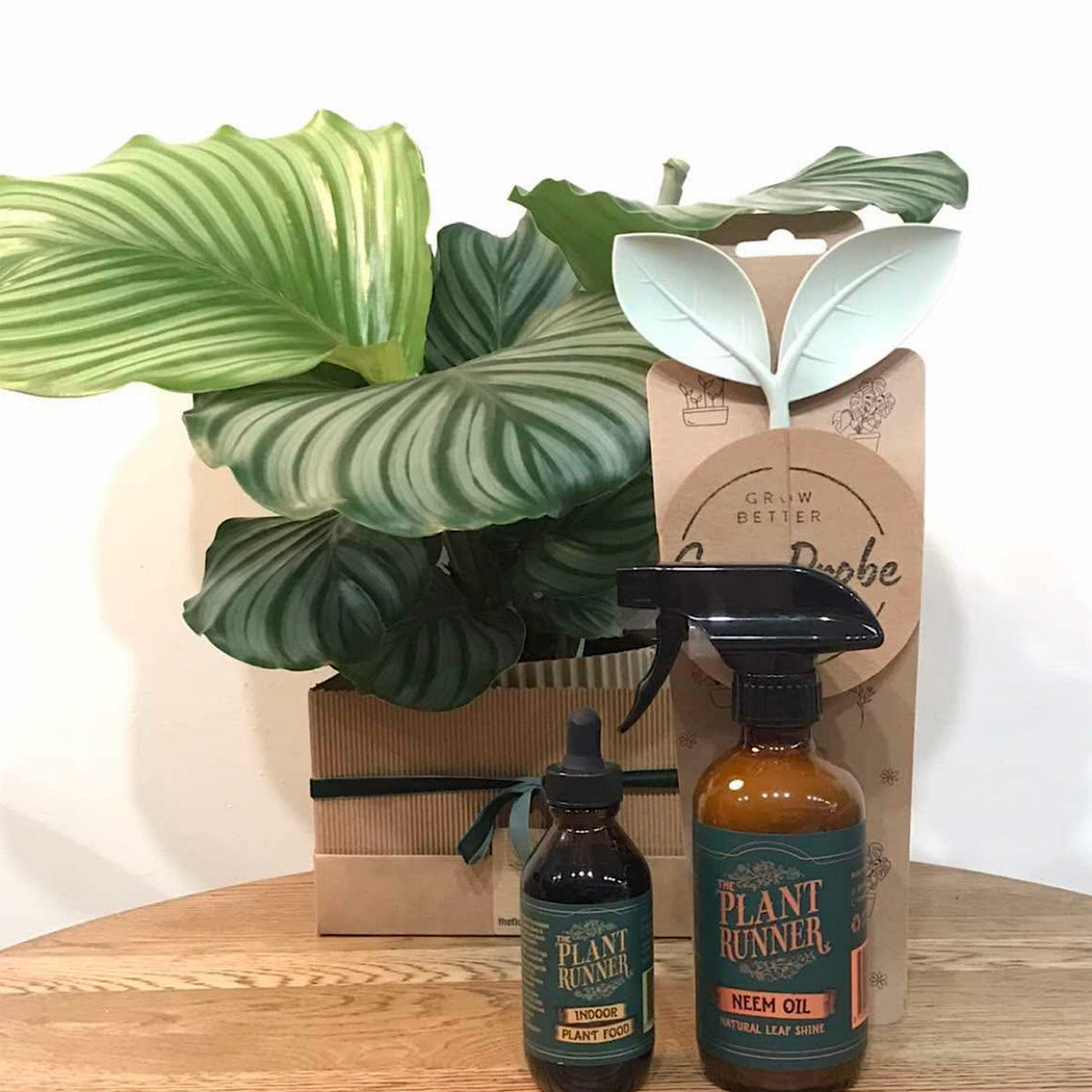 The Happy Houseplant Box