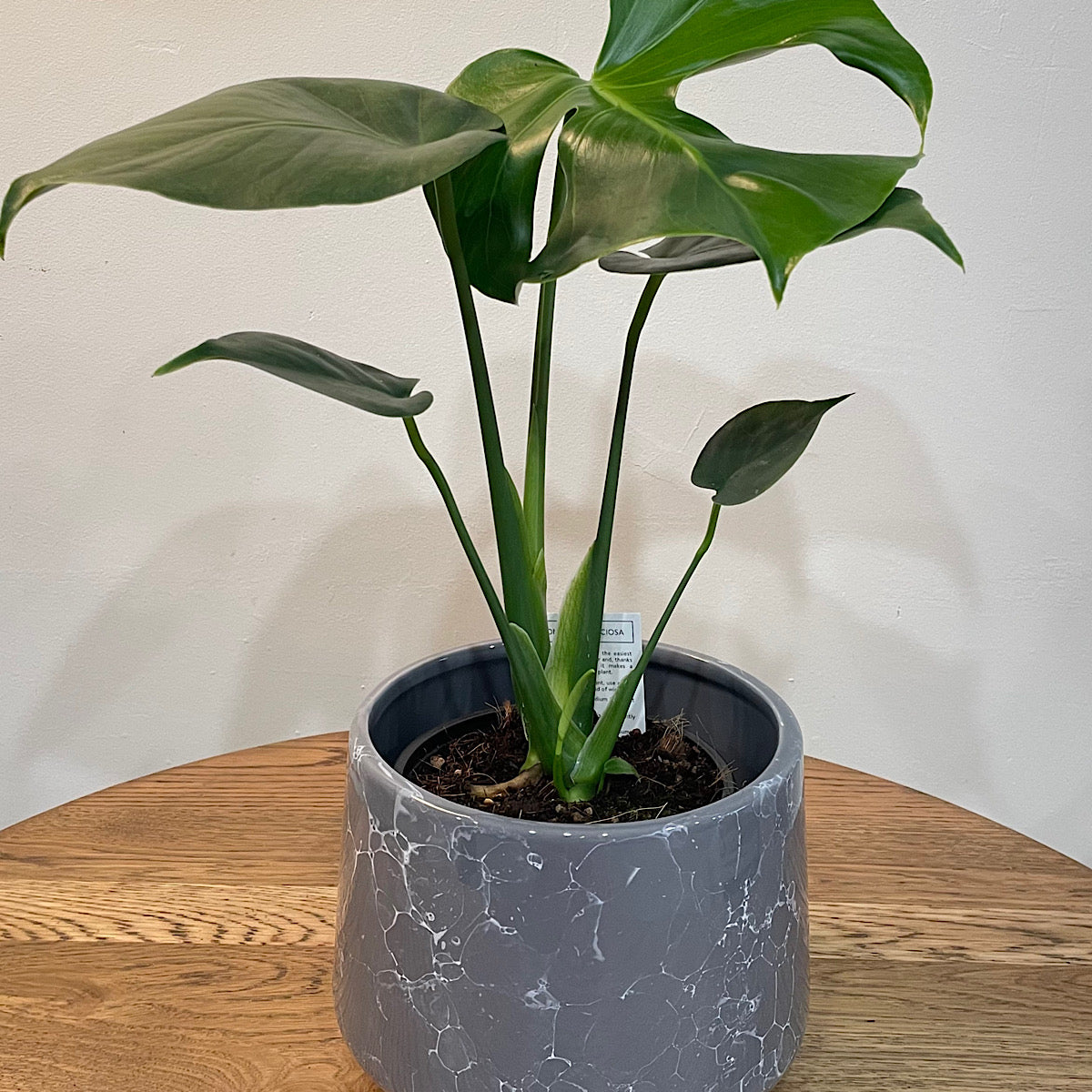 Monstera Plant