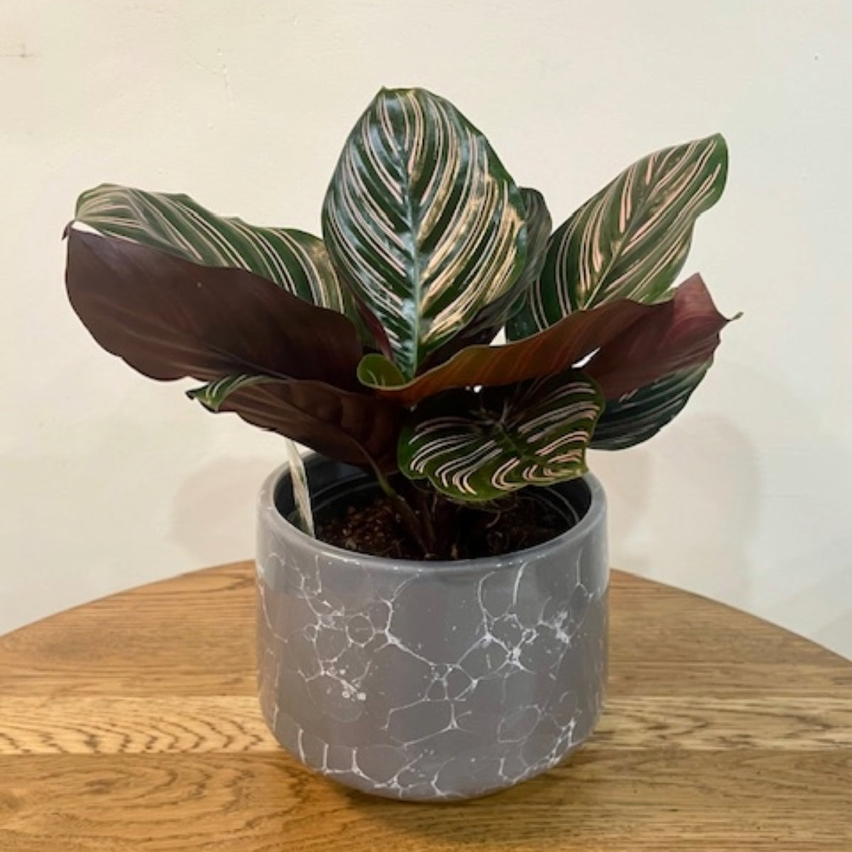Calathea Ornata Plant