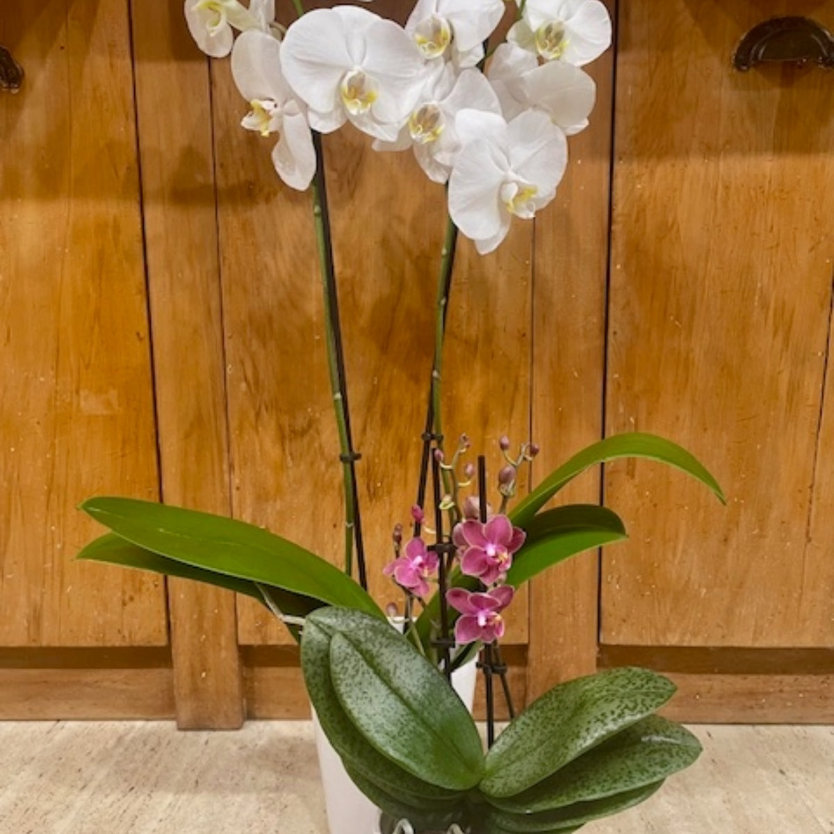 Orchid Plant