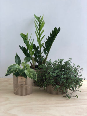 Plants and Plant Care