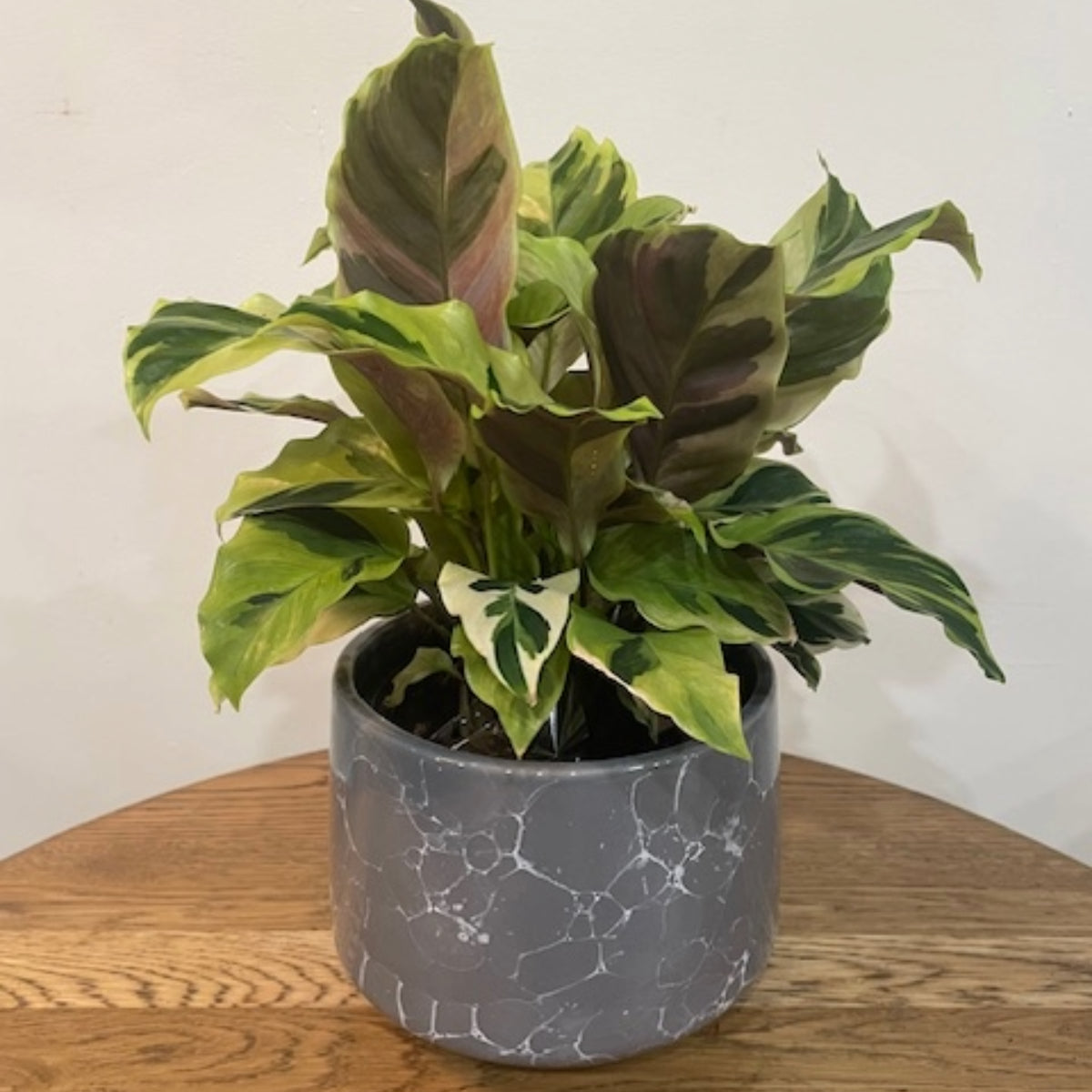 Calathea Fusion Yellow Plant