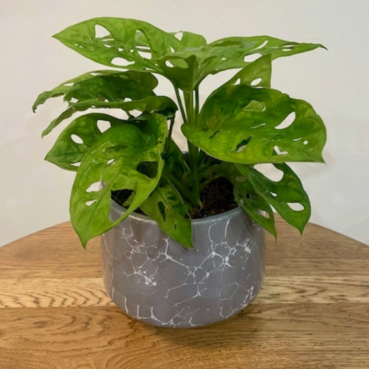 Monstera Monkey Mask Plant