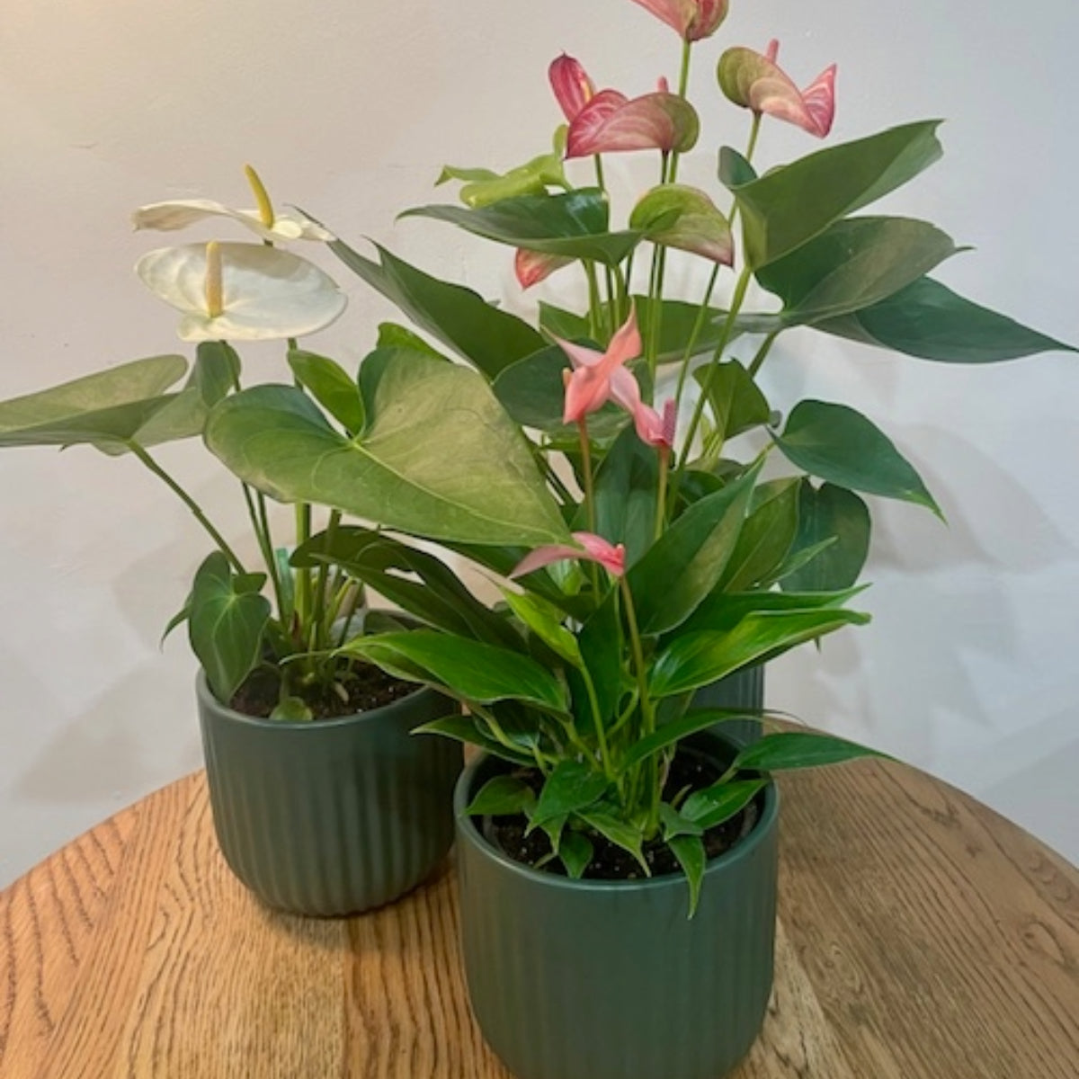 Anthurium Plant