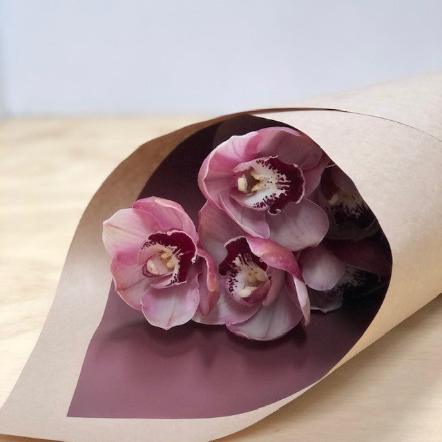 Cymbidium Orchid Stem